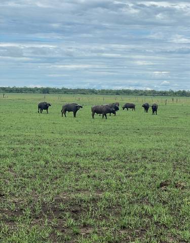 Herd of buffaloes grazing in a grassy field.
