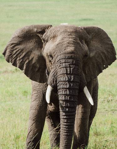 Close-up of an elephant's face in a grassy area.