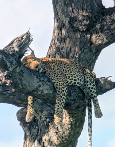 Leopard resting on a tree branch.