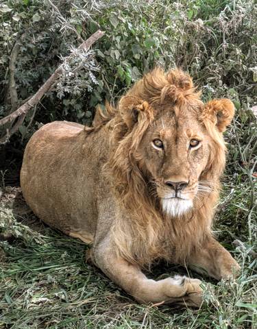 Lone lion sitting with intense gaze.