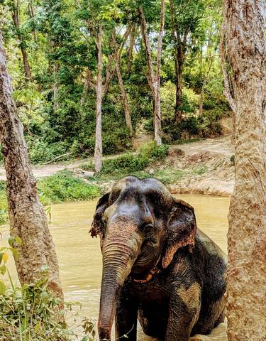 Elephant standing in a forested area with muddy water.