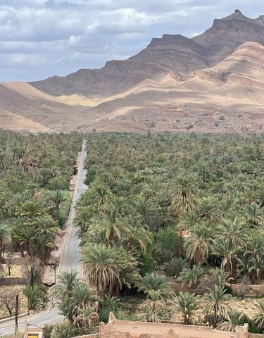 Dense palm grove with a town in the distance.