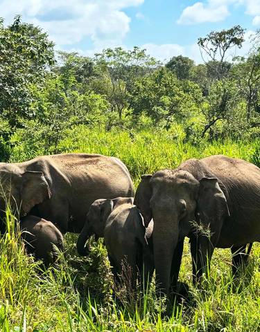 Group of elephants standing in dense greenery.