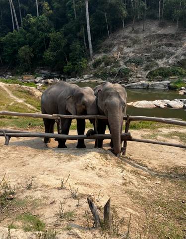 Two elephants standing beside a wooden fence near a river.