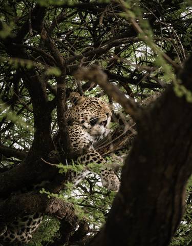 Leopard resting in a tree, partially hidden by branches.