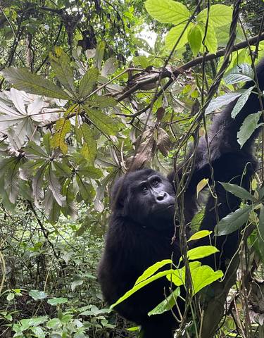 Gorilla in a forest looking upwards among the green foliage.