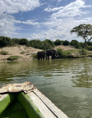 Two elephants at the water's edge in a natural park setting.