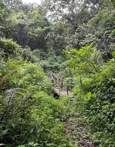 Group of people crossing a wooden bridge in a dense forest area.