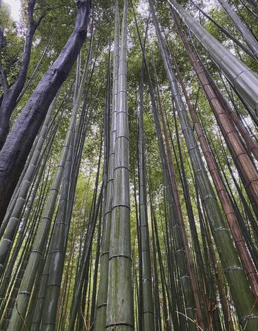 Dense bamboo forest with tall green stalks.
