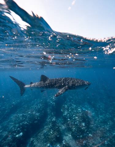 A whale shark swimming gracefully underwater.