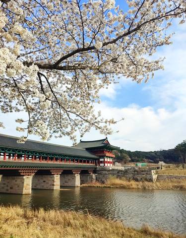 Temple with cherry blossoms in the foreground.