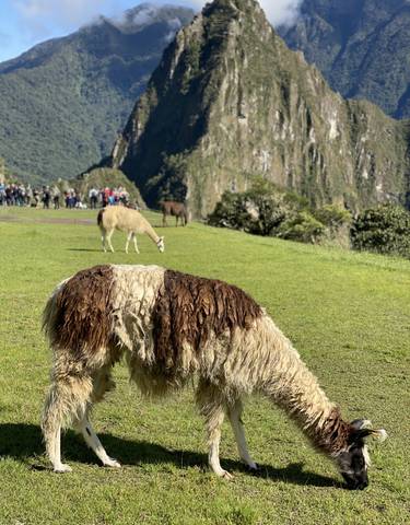 Llamas grazing with a group of tourists in the backdrop at an archaeological site.