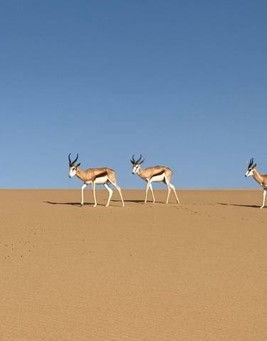 Three antelopes walking on sand dunes.