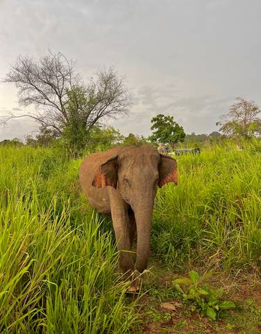 Elephant in a lush green area close to safari vehicles.