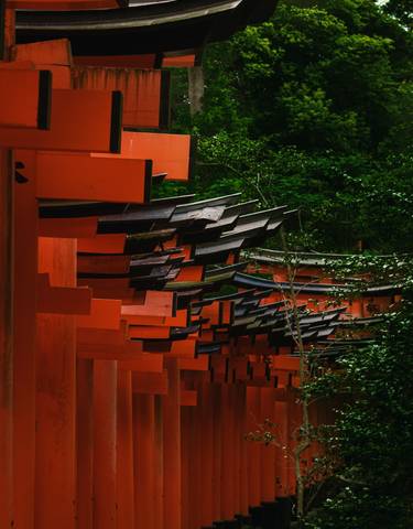 A row of vibrant orange torii gates in a forest.