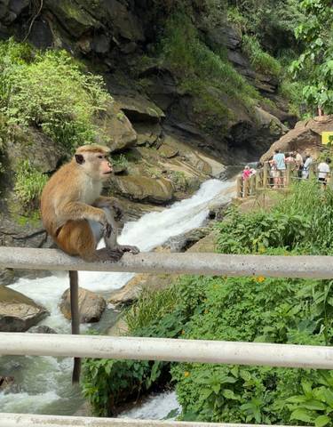 Monkey sitting by a waterfall with tourists in the background.