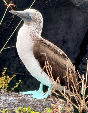 Close-up of a blue-footed booby bird against a rocky background.