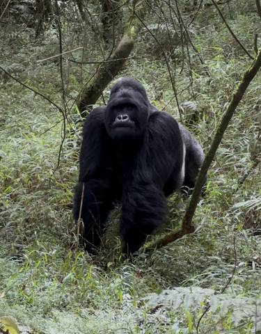 Gorilla in a rainforest with dense foliage.