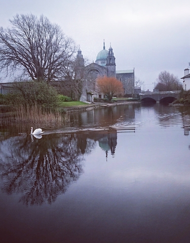 Swan swimming in a river with cathedral and bridge in the background.