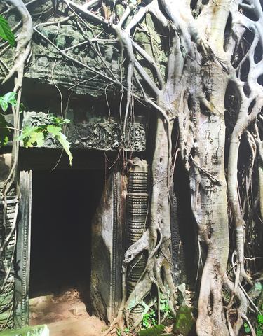Stone temple entrance intertwined with tree roots.