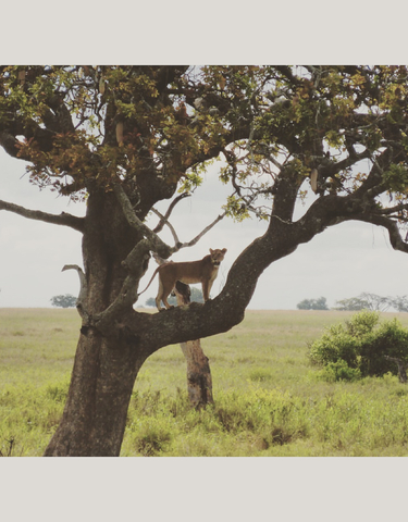 Lion standing on a tree branch in the savannah.