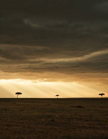 Vast savanna with acacia trees under dramatic skies.