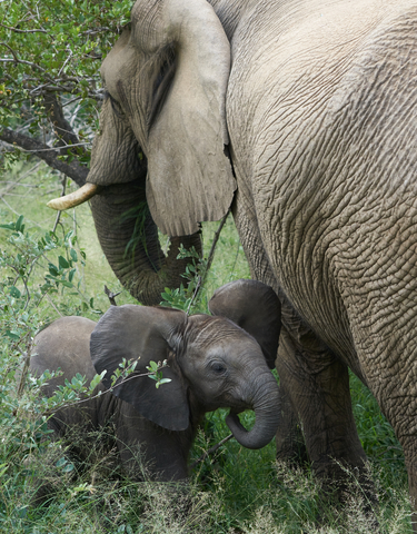 An elephant and calf near a tree in a natural habitat.