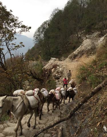 Pack mules carrying loads on a mountainous trail.
