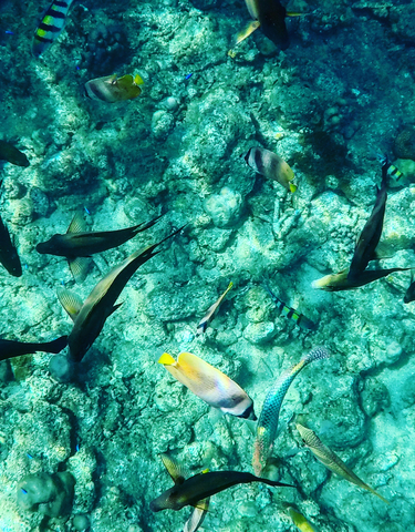 Underwater view of colorful fish swimming near the reef.