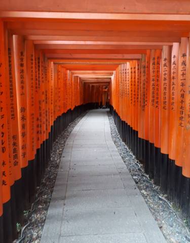 Pathway lined with vibrant orange torii gates.