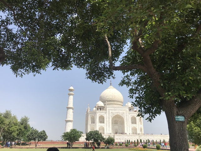 View of the Taj Mahal framed by tree branches with a blue sky