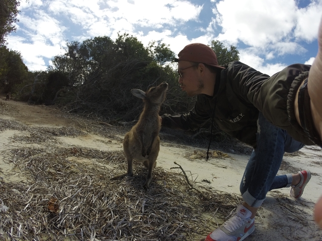       Person interacting with a kangaroo on the beach.
  