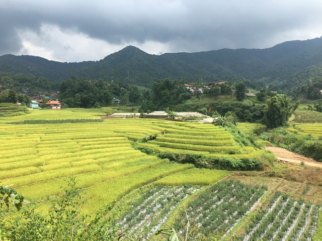 Fields of golden crops with small villages in the mountains.