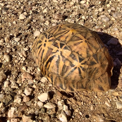       Close-up of a patterned turtle shell on rocky ground.
  