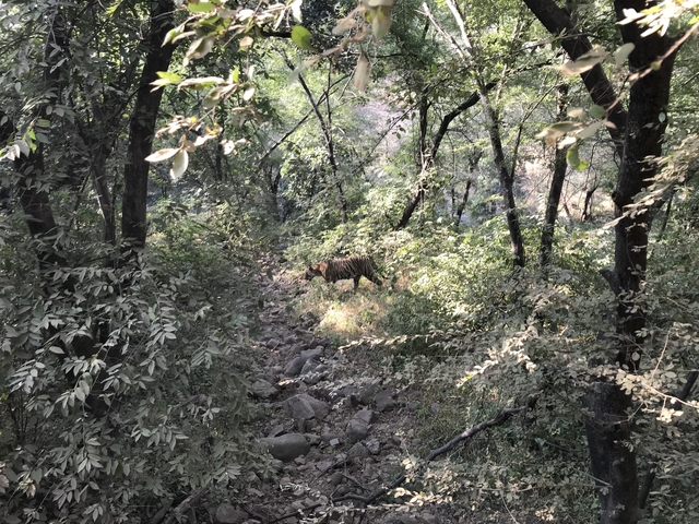       Tiger partially hidden among trees in Ranthambhore.
  