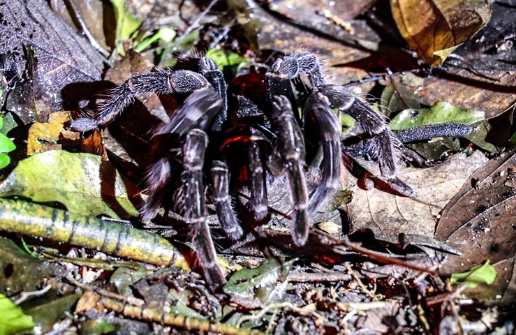 Tarantula on the forest floor.