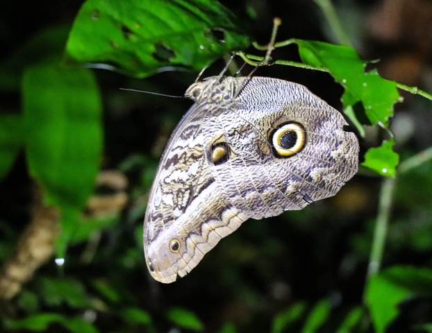 Close-up of a butterfly on green leaves.