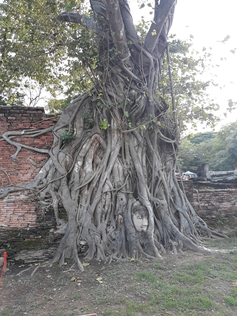       A tree entwined with a Buddha head in the roots.
  