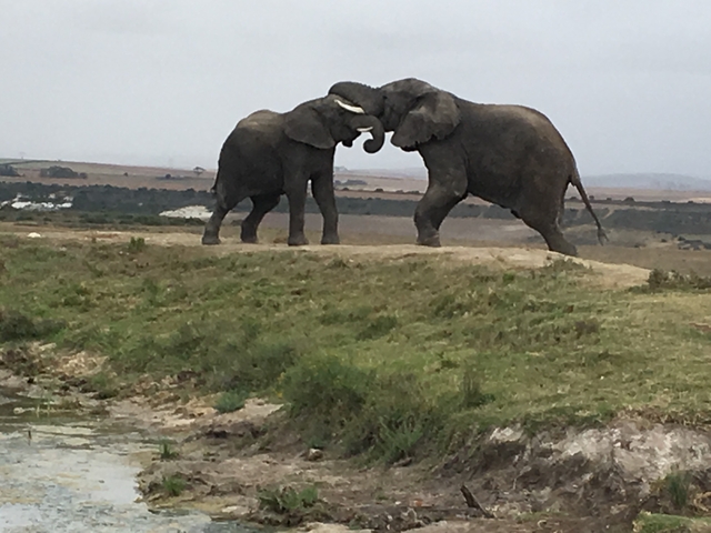 Two elephants playfully interacting.