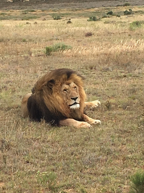 Lion laying on the grass with a regal posture.