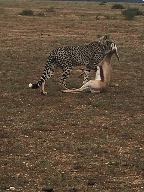 Cheetah with its prey on the ground.