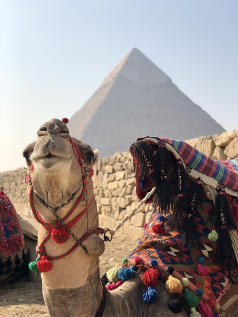 Camel in front of a pyramid with colorful blankets.