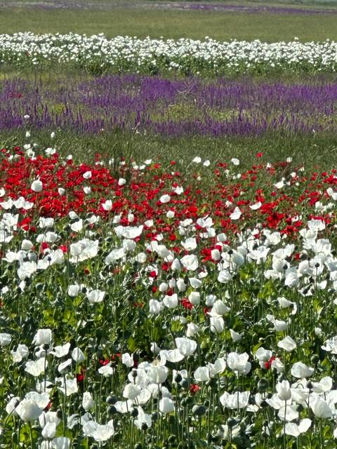       Colorful flower fields with vibrant blooms.
  