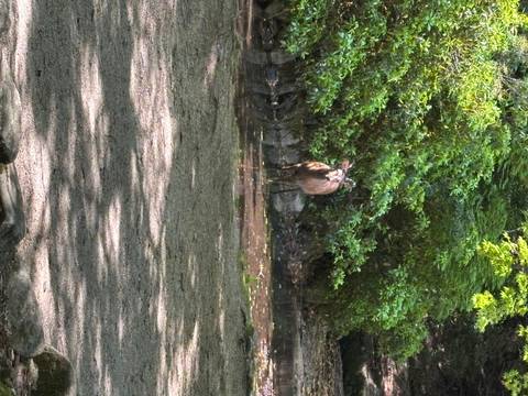      Wild deer drinking from a small stream.
  