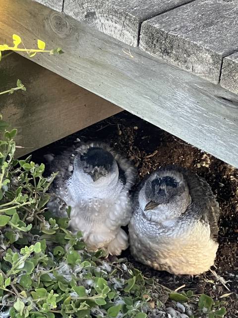       Two birds hiding under a wooden structure.
  