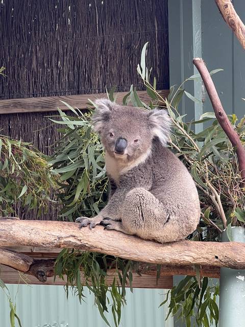       Koala on a tree branch among green leaves.
  