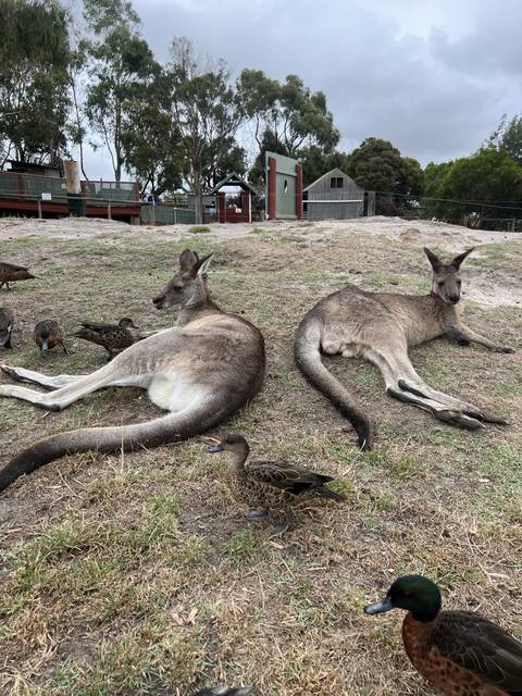       Several kangaroos resting on the ground near a small building.
  