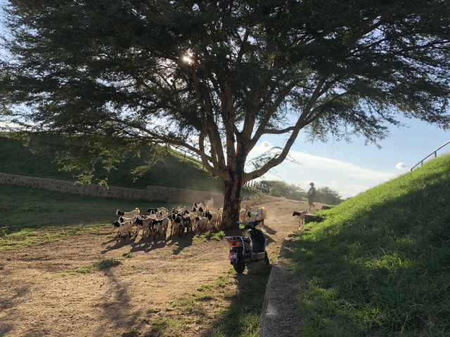 Herd of goats under a tree with sunlight filtering through.