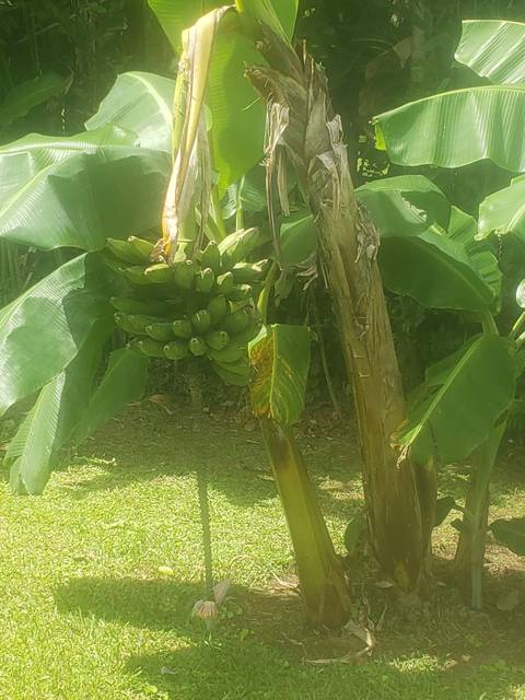 Banana trees and bunches of bananas growing in a lush garden.