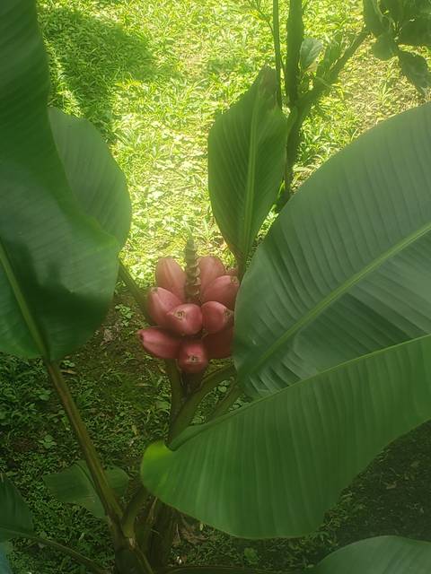 Pink bananas growing on a tree against a green backdrop.